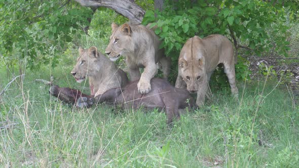 Young lions try to kill a young african buffalo who is still alive