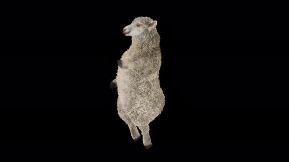 33 Sheep Dancing 4K