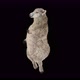33 Sheep Dancing 4K - VideoHive Item for Sale
