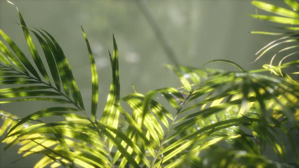 Bright Light Shining Through the Humid Misty Fog and Jungle Leaves alt