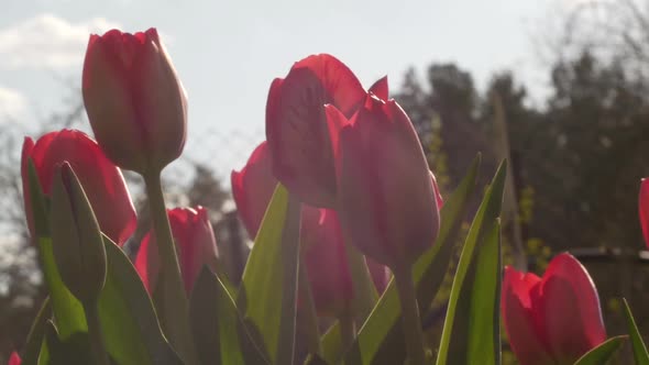 Spring Tulips