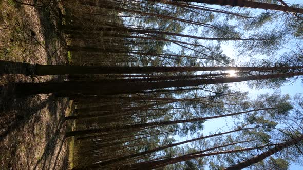 Vertical Video of the Forest Landscape Slow Motion