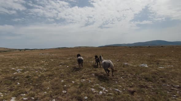 Aerial Fpv Drone Shot of a Herd of Wild Horses Running on a Green Spring Field at the Sunset