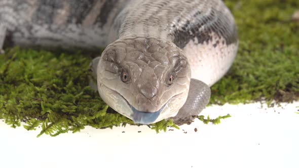 Eastern Blue Tongue Lizard - Tiliqua Scincoides on Green Moss Isolated on White