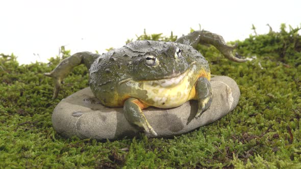 Cyclorana Toad-water Pot Frog Sitting on a Stone on Green Moss in White Background