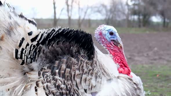 Turkeys Make a Voice Turkeys Make Sounds