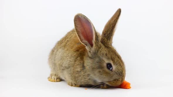 Little Fluffy Cute Brown Rabbit Sits and Eats Orange Fresh Carrots Closeup on a Gray Background in