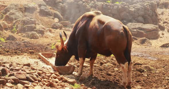 Goa, India. Gaur Bull, Bos Gaurus Or Indian Bison. It Is The Largest Species Among The Wild Cattle