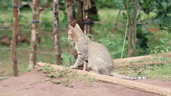 Back view of tabby cat looking attentively at landscape. Close up, zoom in