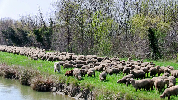 Flock of Sheep Grazing on Banks of the River