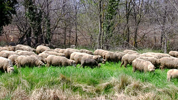 Flock of Sheep Grazing on Banks of the River