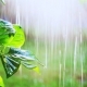 Soothing Rain in Forest