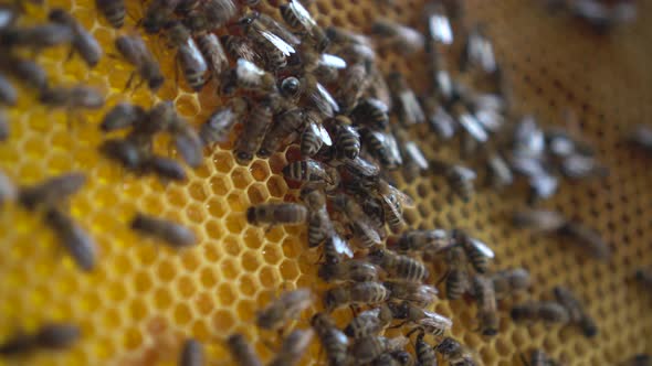 Bees Crawl on Honeycombs Closeup. The Bees Are Working on the Production of Honey in the Apiary.