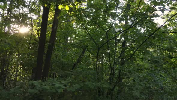 Trees in the Forest on an Autumn Day