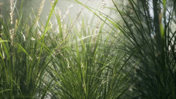 Grass Flower Field with Soft Sunlight for Background.