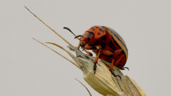 Macro view of Majestic Colorado Potato beetle on wheat ear against grey sky in nature