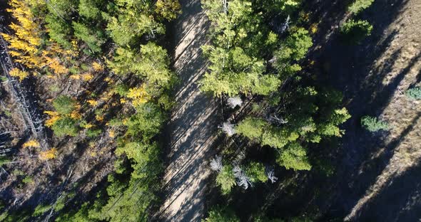 Aerial looking down at a pine and aspen forest with a road running through it