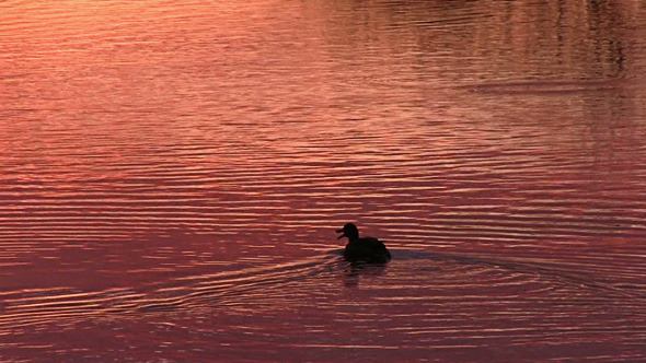 Duck Floats On The Surface Of The Water