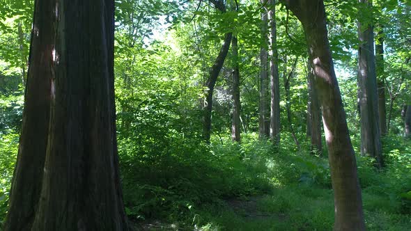 walk in the botanical garden in Tashkent