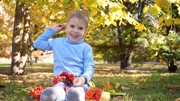 A Child in the Autumn Park Plays and Laughs Merrily He Plays with Yellow Leaves and Rowan Berries