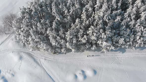 Aerial View on Winter Pine Forest and Snowy Path with People on a Sunny Day