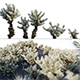 Cylindropuntia Bigelovii - Teddy Bear Cholla - 3DOcean Item for Sale