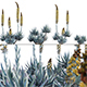 Agave Blue Flame 02 - 3DOcean Item for Sale
