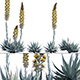 Agave Blue Flame - 3DOcean Item for Sale