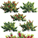 Callistemon Citrinus Little John - Little John Dwarf Red Bottlebrush - 3DOcean Item for Sale