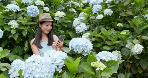 Beautiful Woman taking photo on Hydrangea farm 