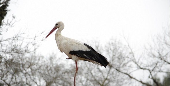 Stork 8