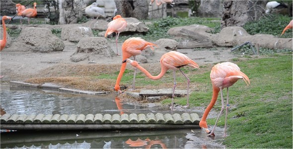 Flamingo 2