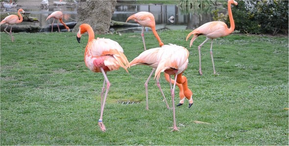Flamingo 7
