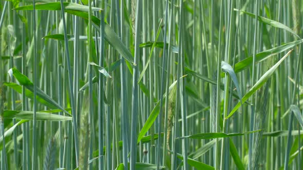 Rye Stalks