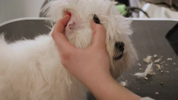 Girl Vet Cleans the Ears with a Cotton Swab in a Bichon Bolognese at Vet Clinic