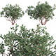 Arctostaphylos glauca – Big Berry Manzanita 03 - 3DOcean Item for Sale