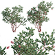 Arctostaphylos glauca – Big Berry Manzanita 02 - 3DOcean Item for Sale