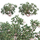 Arctostaphylos glauca – Big Berry Manzanita - 3DOcean Item for Sale