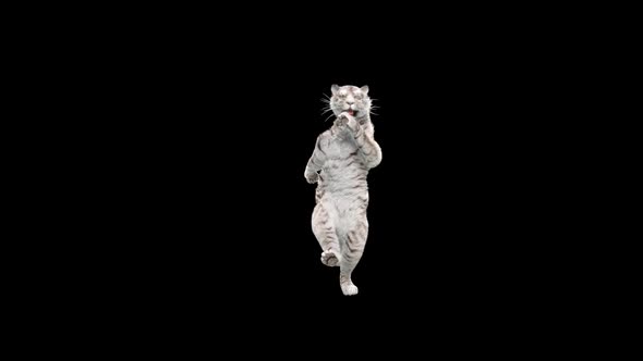 Tiger Dancing HD