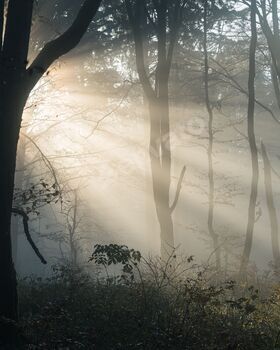 Sunlight filtering through a misty forest.