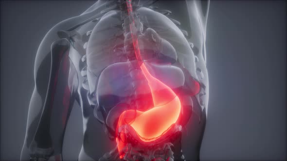 Human Stomach Radiology Exam