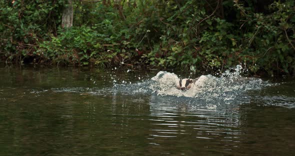 European Badger, meles meles, Adult running through Water, Normandy, Slow motion 4K