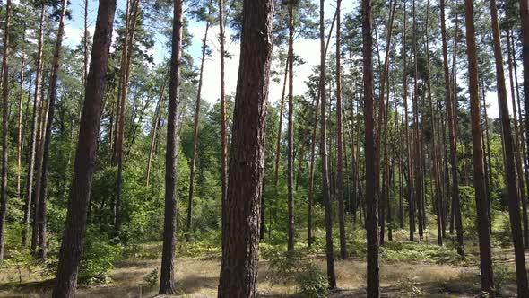 Daytime Forest Landscape in Summer