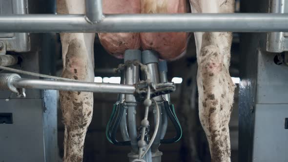 Automated Cow Milking Carousel Producing Dairy Product in Barn Close Up