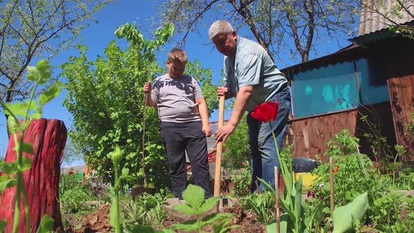 The Son Lowers the Seedling Into the Hole the Father Covers It with Earth