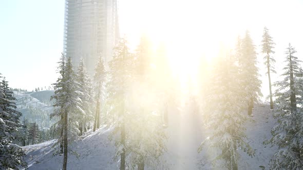 City and Forest in Snow