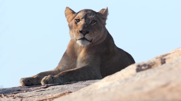 African Lion sits on rock against empty background, staring at camera