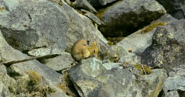 A pika sitting on the rocks and grooming in Bella Coola.