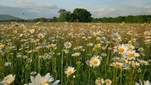 Meadow of Spring Daisy Flowers