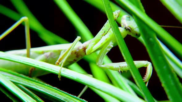 A Female Praying Mantis During a Night Hunt a Soft Closeup Shot of a Vietnamese Praying Mantis